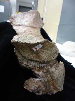 Stereocephalus tutus