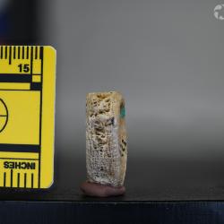 Ameiurus maconnellii