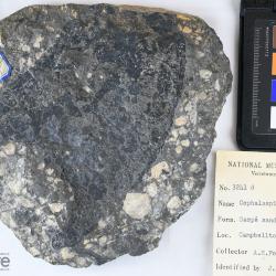 Cephalaspis campbelltonensis