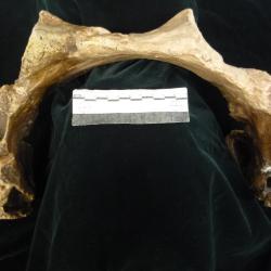 Stereocephalus tutus