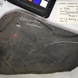 Coelacanthus banffensis