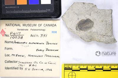 Anglaspis Jaekel, 1927