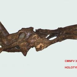 Styracosaurus albertensis