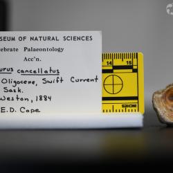 Ameiurus cancellatus