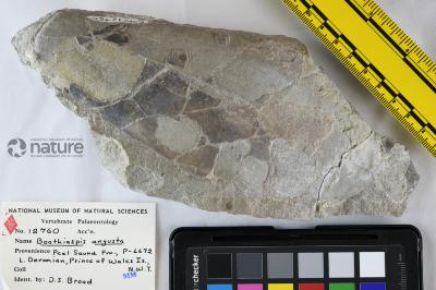 Boothiaspis Broad, 1973