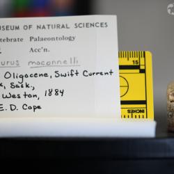 Ameiurus maconnellii