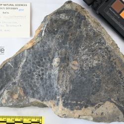 Cephalaspis campbelltonensis