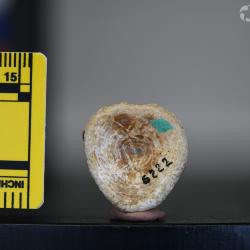 Ameiurus maconnellii