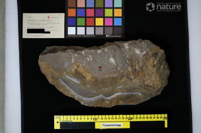 Palaeospinax Egerton, 1872