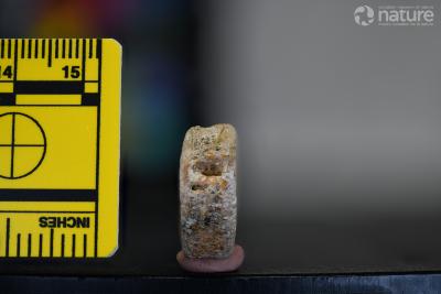 Ameiurus maconnellii