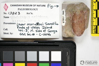 Ulutitaspis Elliott, 1984