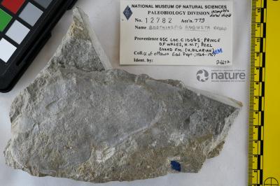 Boothiaspis Broad, 1973