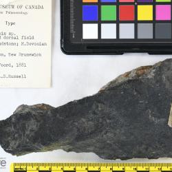 Cephalaspis campbelltonensis