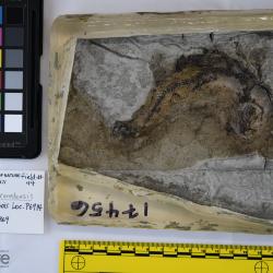 Avitosmerus canadensis