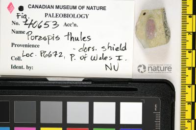 Poraspis Kiaer, 1930