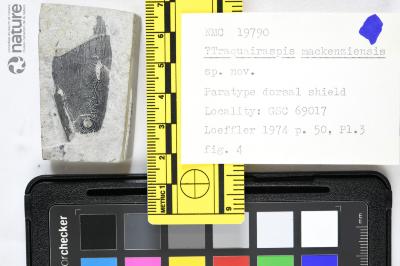 Traquairaspis Kiaer, 1932