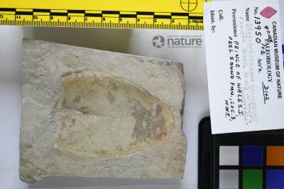 Stegobranchiaspis Elliott, 1983