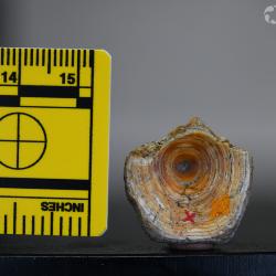 Ameiurus cancellatus