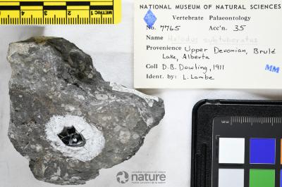 Helodus Agassiz, 1838