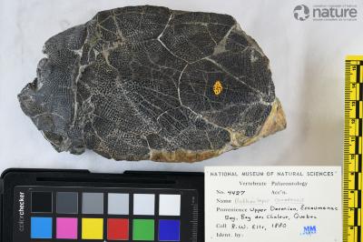 Bothriolepis canadensis