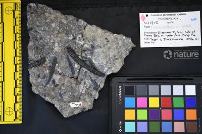 Ischnacanthus scheii