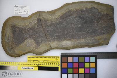 Cheirolepis canadensis