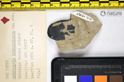 Asketaspis Dineley & Loeffler, 1976