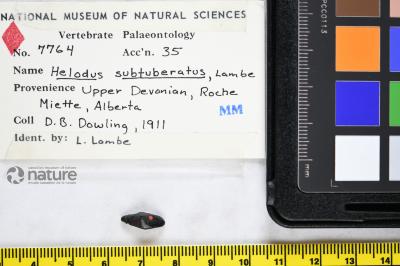 Helodus Agassiz, 1838