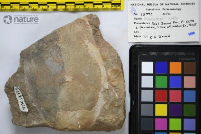 Boothiaspis Broad, 1973