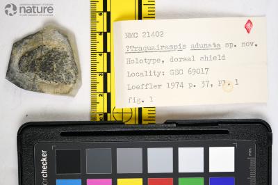 Traquairaspis Kiaer, 1932