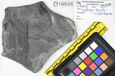 Lepidaspis Dineley & Loeffler, 1976