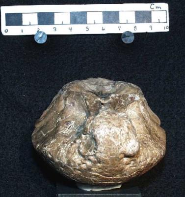 Troodon edmontonensis