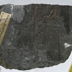 Eusthenopteron foordi