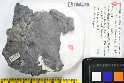 Quebecaspis Pageau, 1969