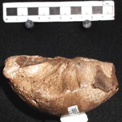 Troodon edmontonensis