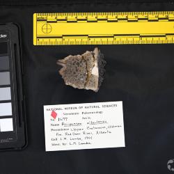 Acipenser albertensis