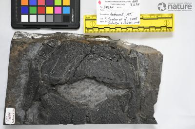 Herasmius ?ˇrvig, 1969