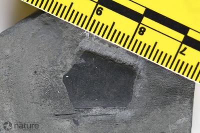 Nahanniaspis Dineley & Loeffler, 1976