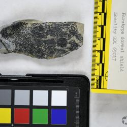 Natlaspis Dineley & Loeffler, 1976