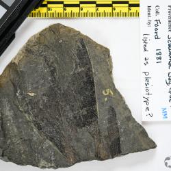 Eusthenopteron foordi