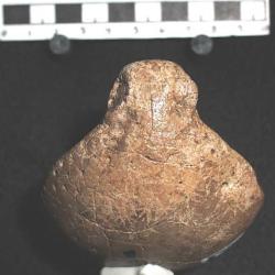 Troodon edmontonensis