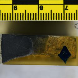 Vernonaspis Flower & Wayland-Smith, 1952