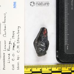 Sandalodus Newberry & Worthen, 1866