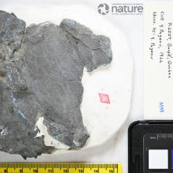 Quebecaspis Pageau, 1969