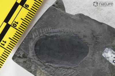 Nahanniaspis Dineley & Loeffler, 1976