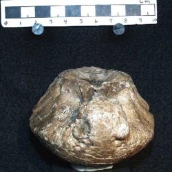 Troodon edmontonensis