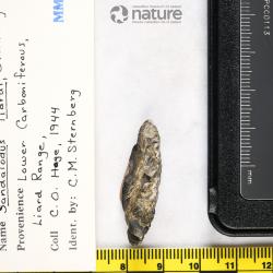 Sandalodus Newberry & Worthen, 1866