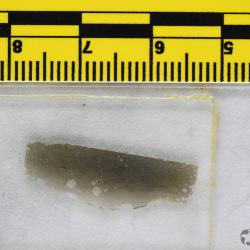 Vernonaspis Flower & Wayland-Smith, 1952