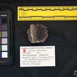 Acipenser albertensis