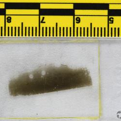 Vernonaspis Flower & Wayland-Smith, 1952